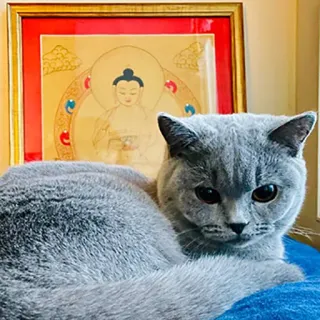 🧘 kucing, hewan, hewan peliharaan, kucing domestik, kucing abu-abu, buddha, lukisan, potret telegram sticker