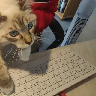 💻 LETZ F MAX CA 0 P 0 K 0 A N M cat, keyboard, pet, animal, domestic cat telegram sticker