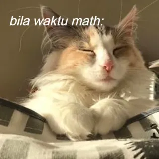 😞 bila waktu math: แมว, คณิตศาสตร์, ง่วง, ตลก, มีม telegram sticker