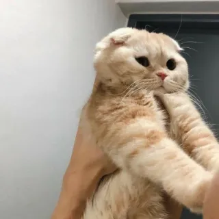 😯 Katze, Schottische Faltohrkatze, Haustier, Tier, süß telegram sticker