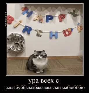 🐱 ура всех с ЫЫЫЫБУББЫЫЫБАААААЫЫЫЫЫЫЛЮБББЮ gatto, compleanno, divertente, russo, meme, animale telegram sticker