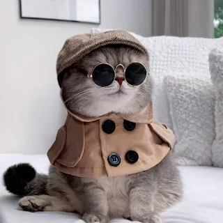 🕶 고양이, 탐정, 애완동물, 모자, 선글라스, 코스튬, 동물 telegram sticker