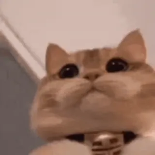 🙂 gato, animal, mascota, lindo, felino, gato doméstico, gatito telegram sticker
