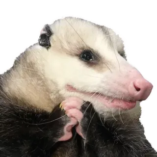 🥺 Opossum, Tier, süß, Wildtier whatsapp sticker
