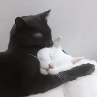 китти боба. @milvong :: @fStikBot whatsapp stickers