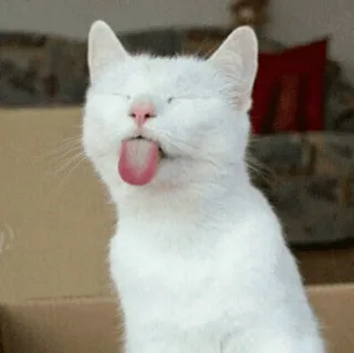 🐈 Katze, Tier, Haustier, Zunge, süß, weiß, lustig telegram sticker
