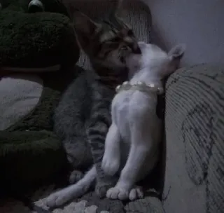 👩‍❤️‍💋‍👨 gatos, gatinhos, animais, fofo, animais de estimação telegram sticker