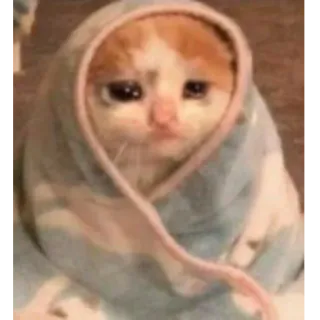 😢 kucing, sedih, binatang, imut, anak kucing, selimut, meme telegram sticker
