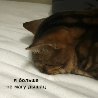😢 я больше
не могу дышац แมว, นอนหลับ, รัสเซีย, เหนื่อย telegram sticker