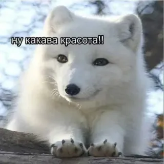 🥹 Ну какава красота!! whatsapp sticker