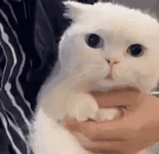 😱 gato, gato blanco, lindo, animal, mascota, animal doméstico telegram sticker