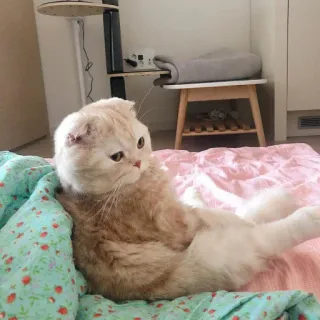 😒 cat, pet, animal, cute, Scottish Fold, domestic animal telegram sticker