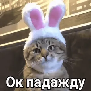 ⏳ Ок падажду gato, orelhas de coelho, animal, meme telegram sticker