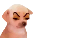 🤨 chihuahua, dog, meme, funny, animal, portrait telegram sticker