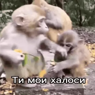 ❤️ Ти мои халоси telegram sticker