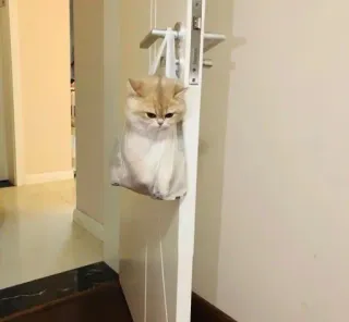 🙀 кот, котенок, животное, домашнее животное, милый, сумка, дверь, домашняя кошка whatsapp sticker