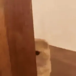 😊 dog, peeking, hidden, puppy, animal, cute whatsapp sticker