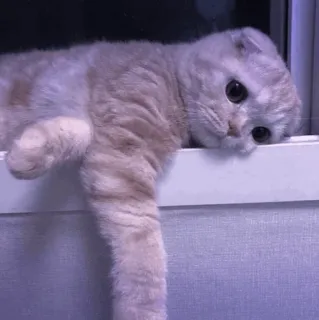 🤍 chat, mignon, animal de compagnie, animal, chaton, fenêtre, chat domestique telegram sticker