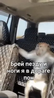 🌟 Брей пезду и ноги я в дороге пон ลิง, หยาบคาย, รัสเซีย, สัตว์ whatsapp sticker