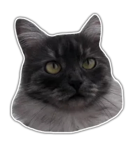 😒 Katze, Tier, Haustier, Säugetier, Hauskatze, Katzenartig whatsapp sticker