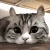 😺