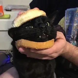 🍔 cat, pet, humor, animal, burger, black cat telegram sticker