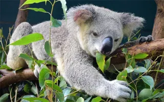 🐨 koala, marsupial, australia, wildlife, animal, eucalyptus, nature, cute telegram sticker