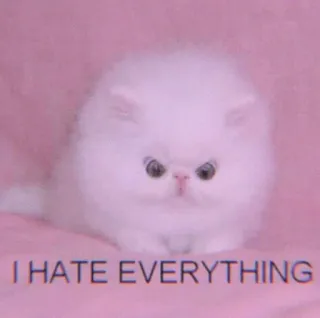 🍣 I HATE EVERYTHING gatto, gattino, odio, scontroso, rosa, divertente, meme telegram sticker