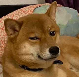 😏 perro, shiba inu, animal, mascota, guiño, lindo, divertido telegram sticker