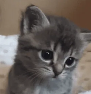 😕 gatinho, gato, fofo, animal, animal de estimação telegram sticker