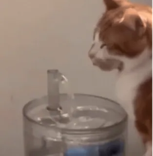 🐱 gato, mascota, animal, fuente de agua, agua, naranja y blanco, animal doméstico telegram sticker