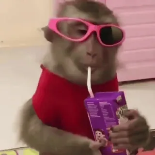 😃 macaco, óculos de sol, animal, bebendo, desenho animado whatsapp sticker