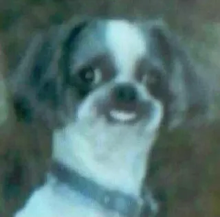 🤓 cane, animale, animale domestico, Shih Tzu, carino, domestico telegram sticker
