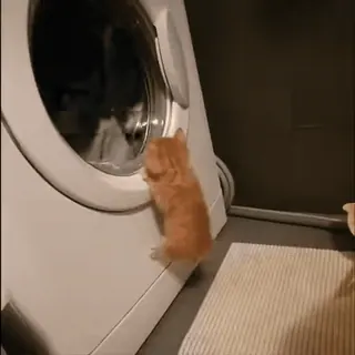🌟 kitten, kat, wasmachine, schattig, huisdier, dier telegram sticker