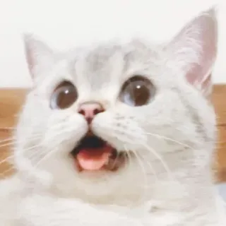 😃 gato, animal, mascota, mamífero, lindo, divertido, gatito whatsapp sticker