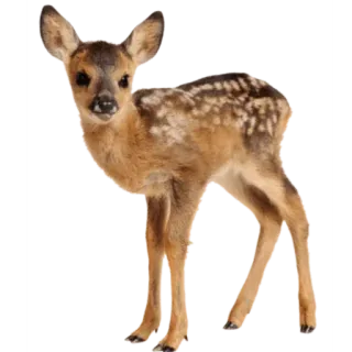 ✨ 사슴, 새끼 사슴, 동물, 야생 동물, 귀여운, 숲 telegram sticker