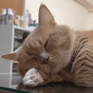 😴 cat, sleeping, ginger cat, cute, pet, resting, sleepy telegram sticker