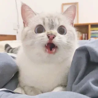 🐈 猫, 子猫, かわいい, ペット, 動物, びっくり, 驚いた whatsapp sticker