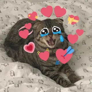 🧡 cat, hearts, love, cute, emotions, crying, crying cat, meme whatsapp sticker