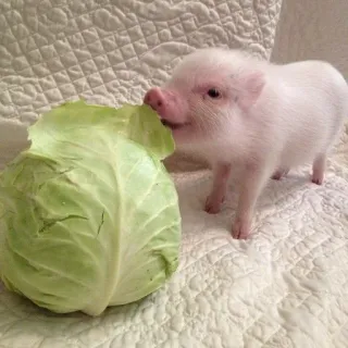 🌟 Schwein, süß, Tier, Kohl, Haustier, Minischwein whatsapp sticker