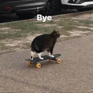 👋 Bye chat, skateboard, animal, animal de compagnie, adieu, au revoir whatsapp sticker