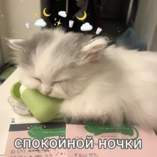 😴 СПОКОЙНОЙ НОЧКИ 猫, 子猫, 睡眠, 可愛い, 夜, 星 telegram sticker
