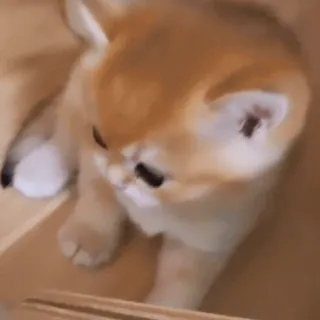 🥺 mèo, mèo con, thú cưng, động vật, dễ thương, vật nuôi telegram sticker
