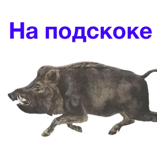 🏎 На подскоке jabalí, jabalí salvaje, animal, ruso, pegatina telegram sticker