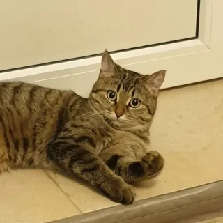 🤜 кот, животное, питомец, милый, кошачий, домашний, полосатый, млекопитающее telegram sticker