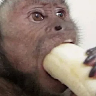 🐵 monyet, pisang, binatang, primata, satwa liar telegram sticker