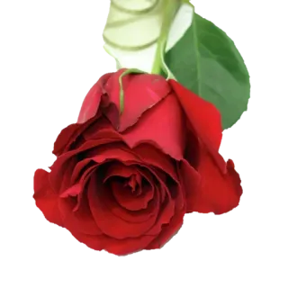 🌹 Rose, Blume, rote Rose, Blüte, Blumen, Pflanze telegram sticker