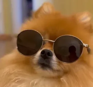 😎 perro, gafas de sol, guay, pomerania, mascota, animal, lindo, estilo telegram sticker