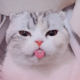 🐈‍⬛️ cat, scottish fold, tongue out, cute, funny, pet, animal telegram sticker