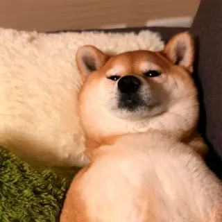 😴 dog, shiba inu, animal, pet, cute, funny, meme telegram sticker